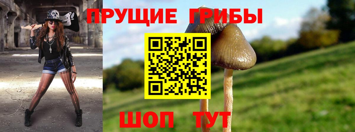 Псилоцибиновые грибы Psilocybe  Вход с VPN  что такое   Сланцы 